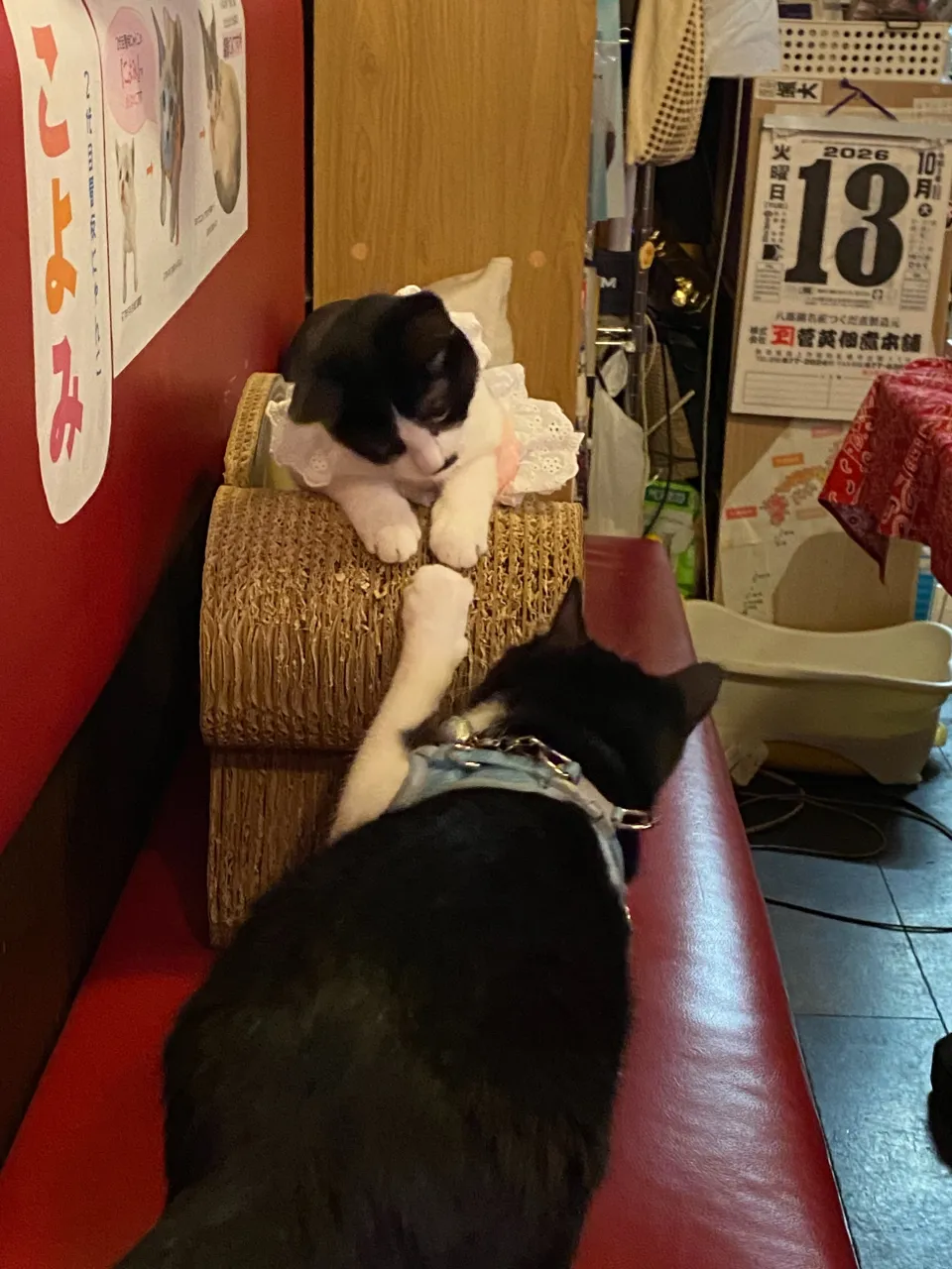 銀と銅😸