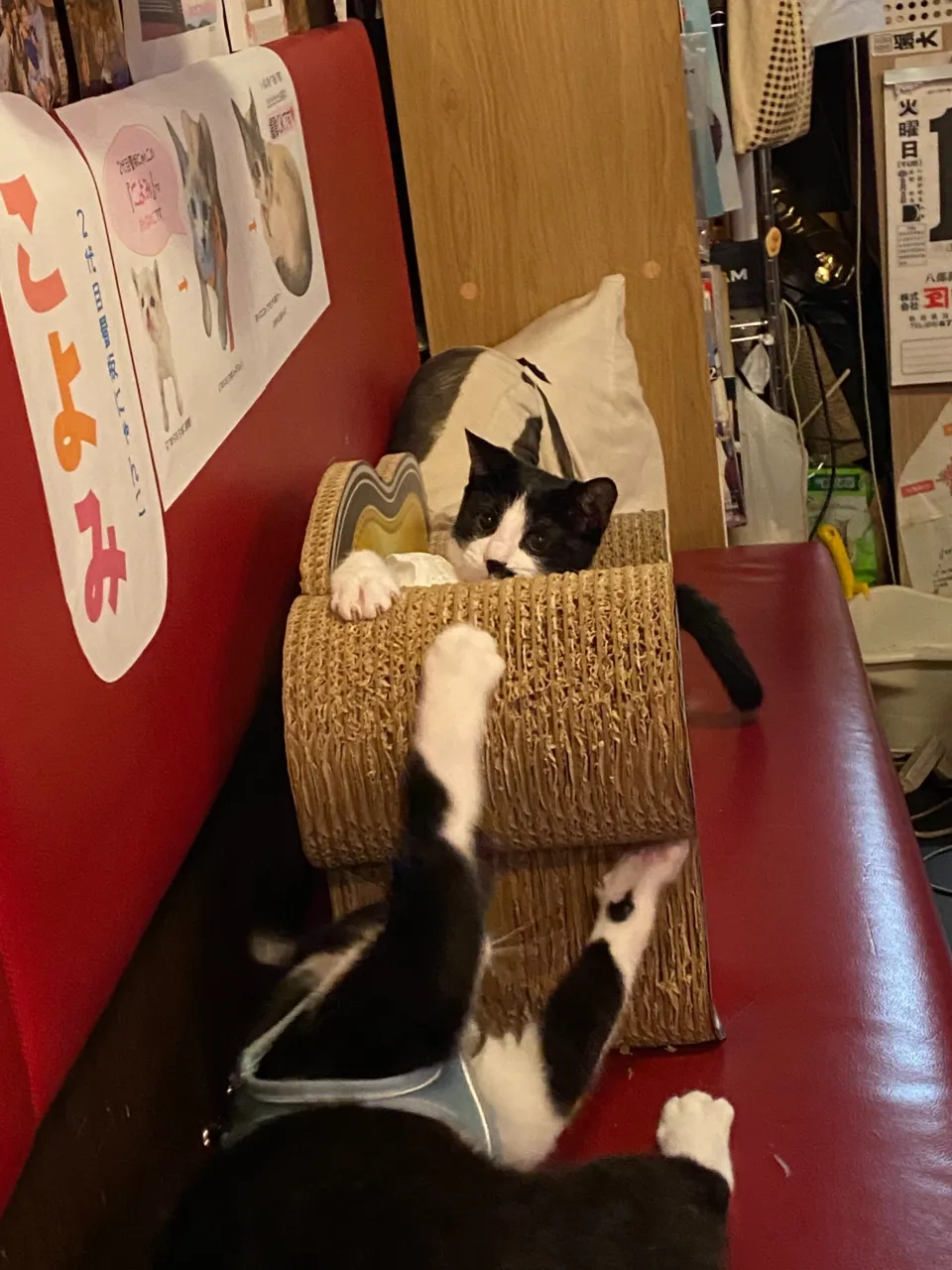 銀と銅😸
