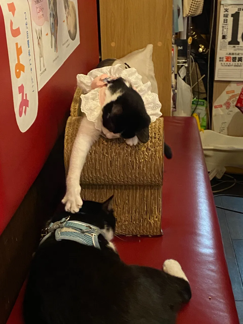 銀と銅😸