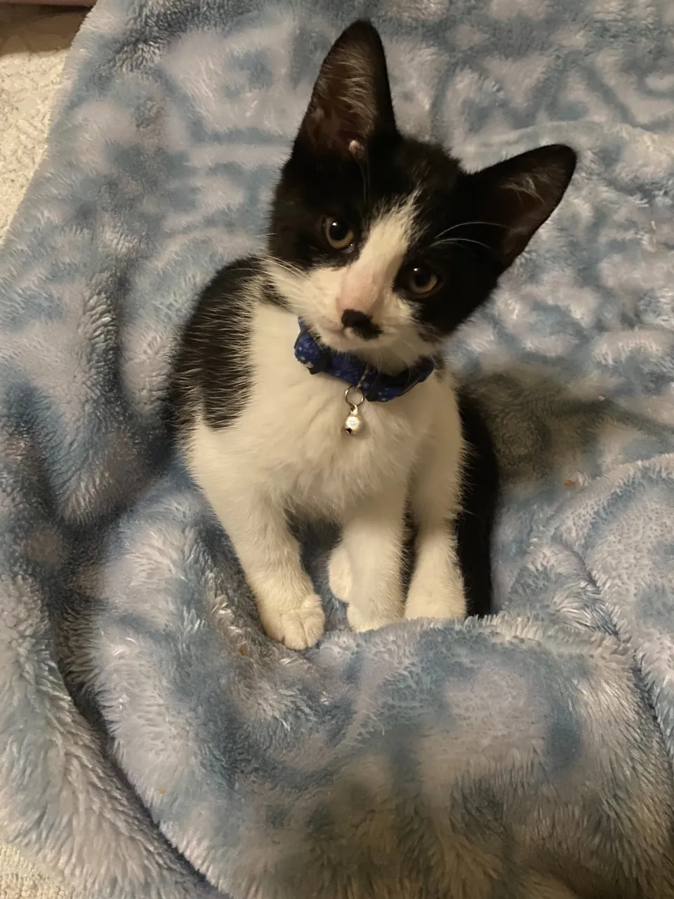 銀😸