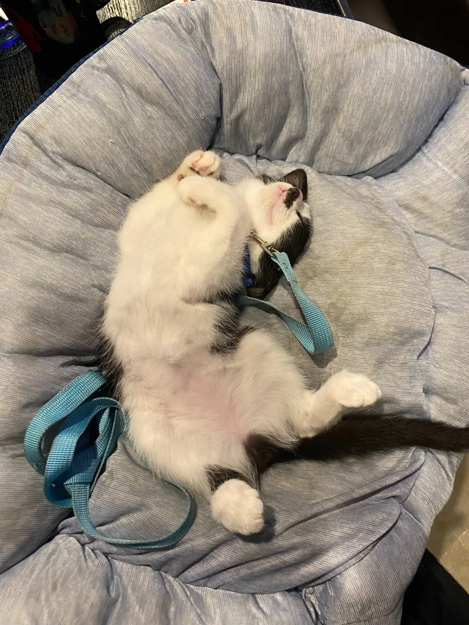 銀😸