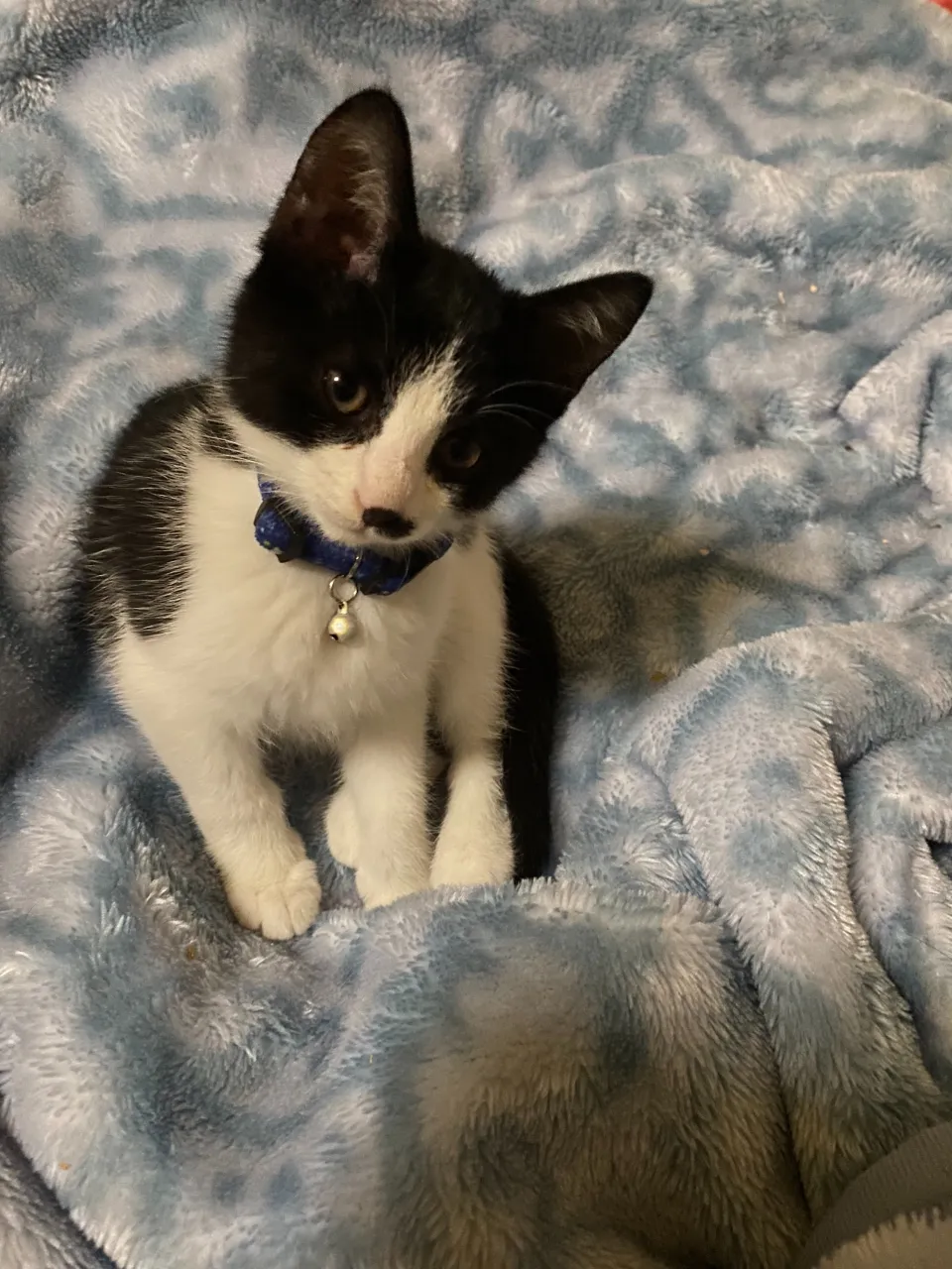 銀😸