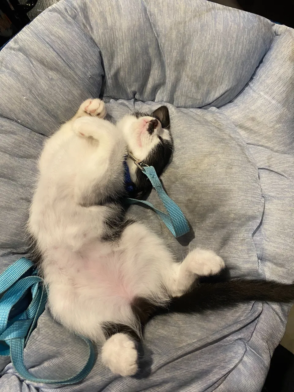 銀😸
