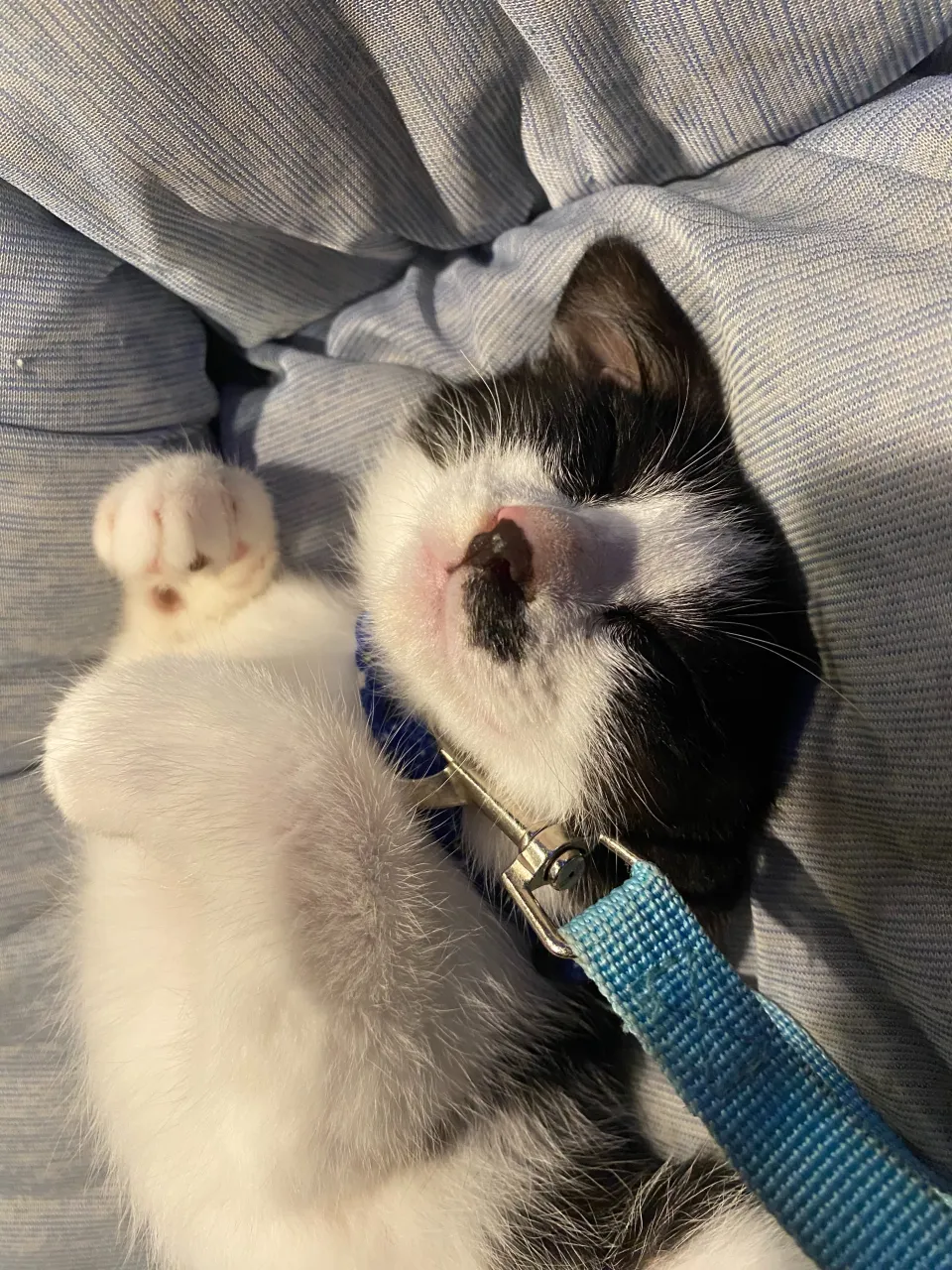 銀😸