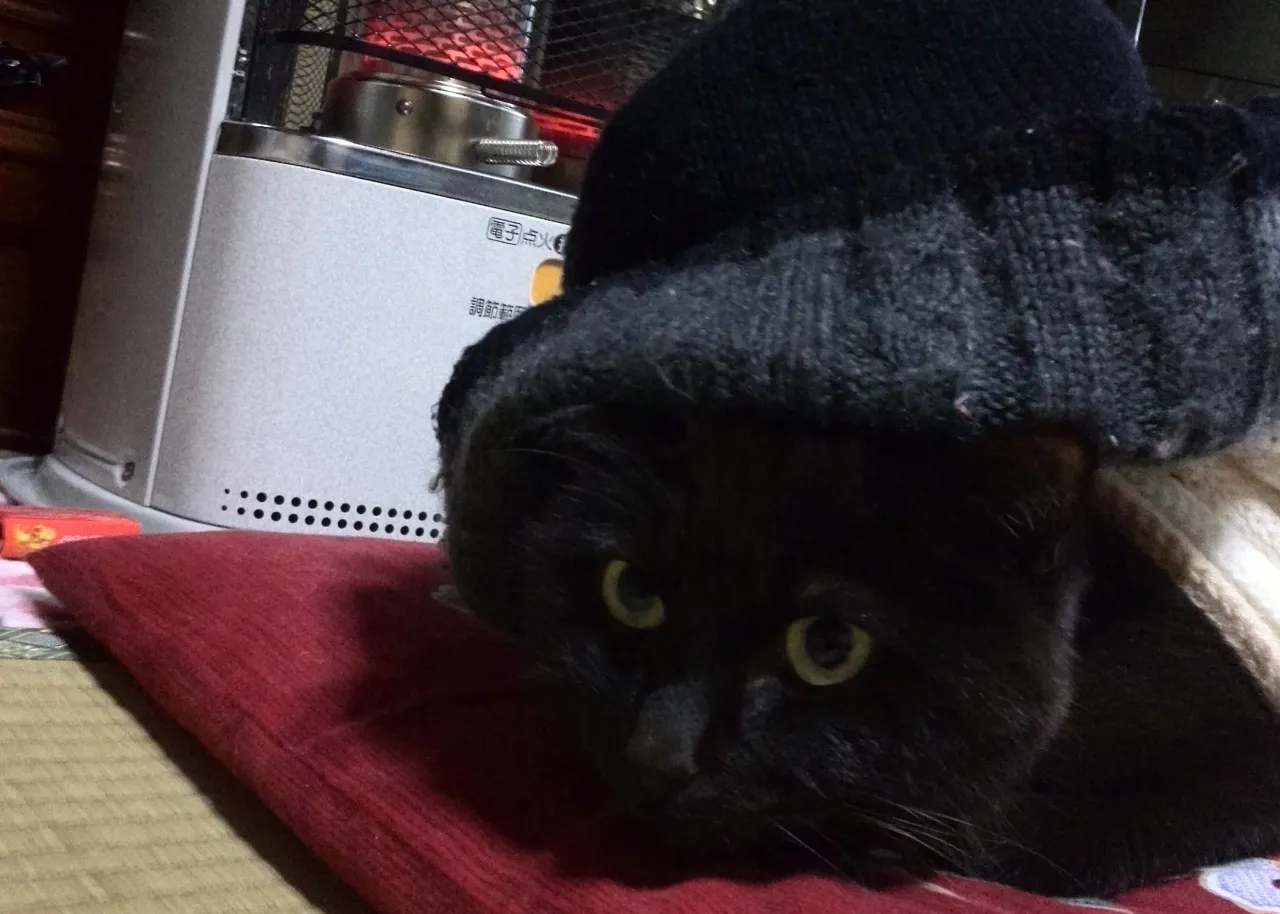 20年前に実家にいた銀次楼君😸
