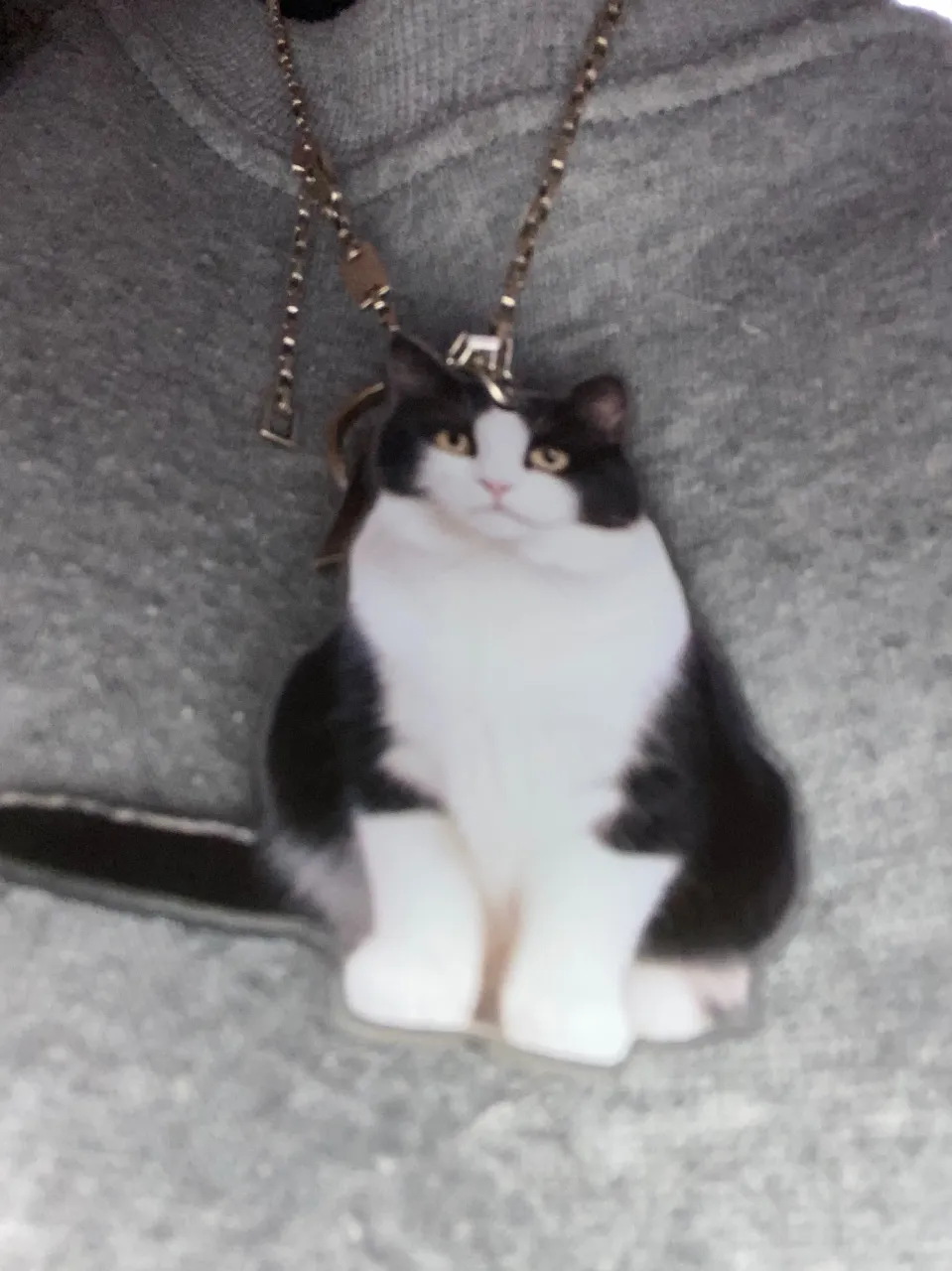 ハチワレ😸はちわれ😸Hachiware😸だらけ（まだまだあり...