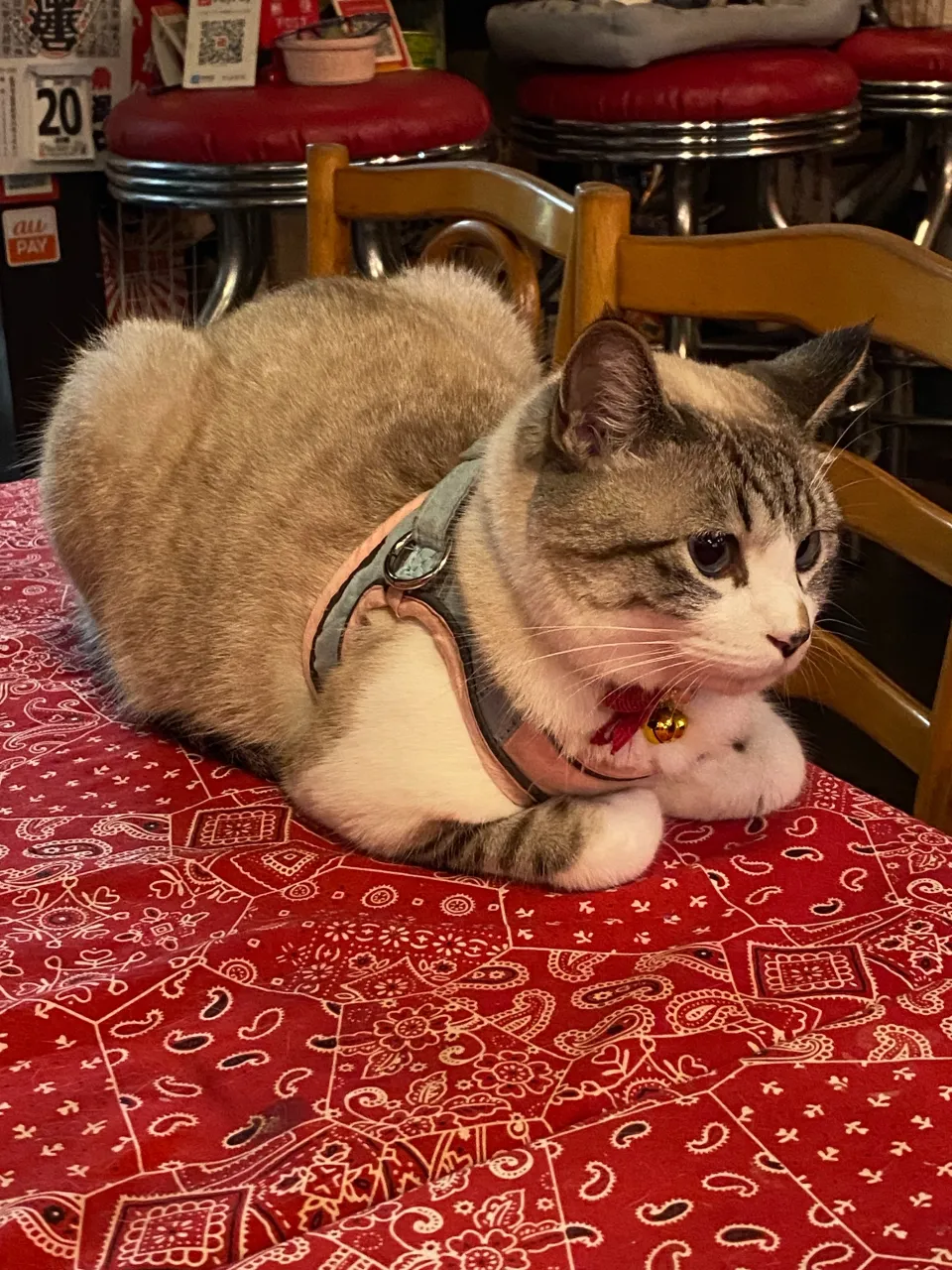 こよみちゃん😻美しすぎる😽