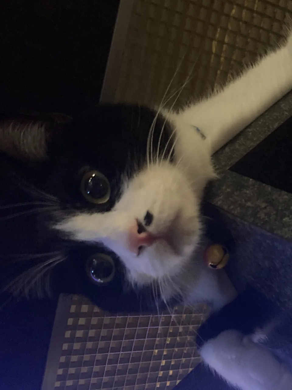 進撃の銅パート2😸