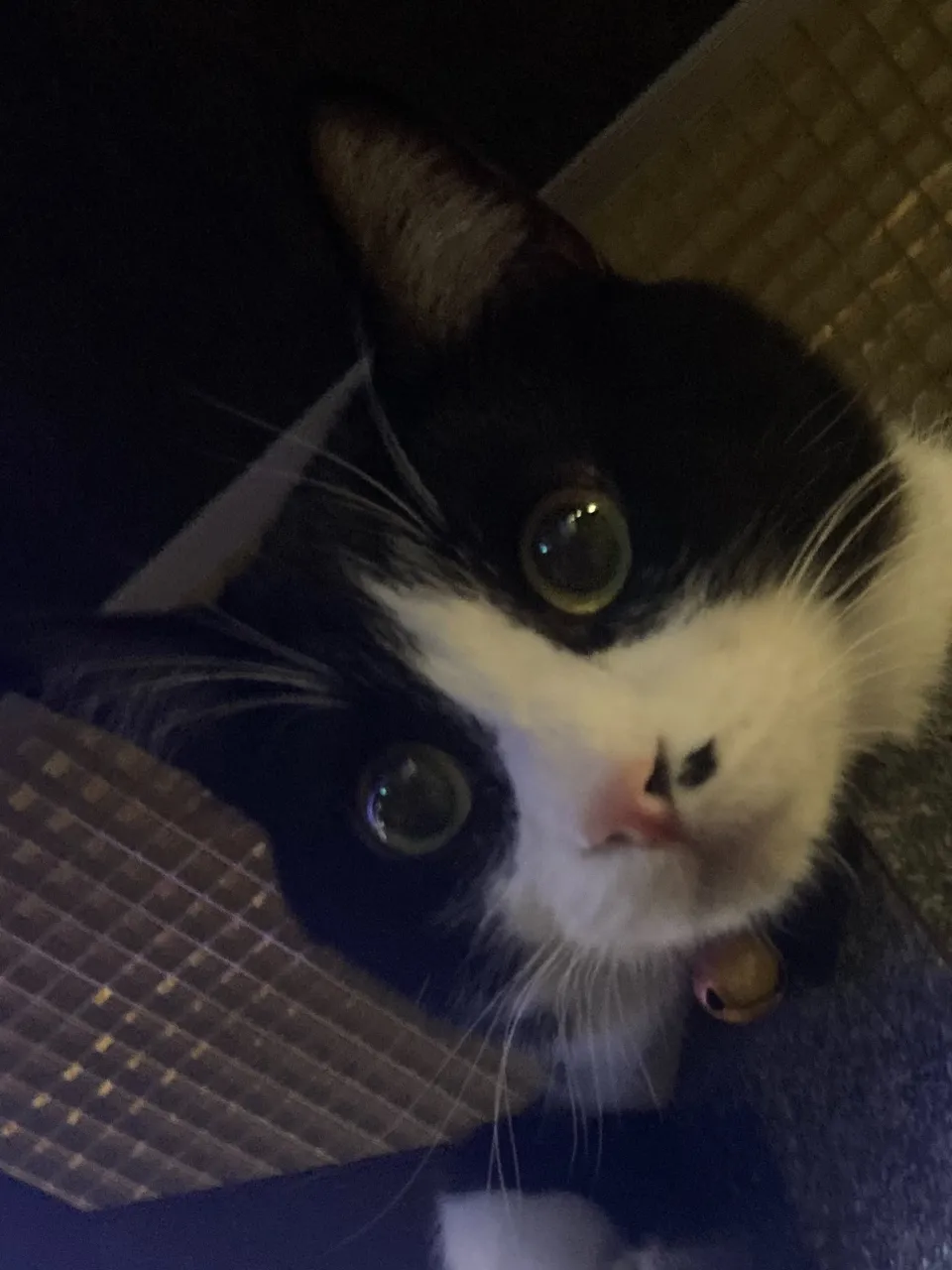 進撃の銅パート2😸