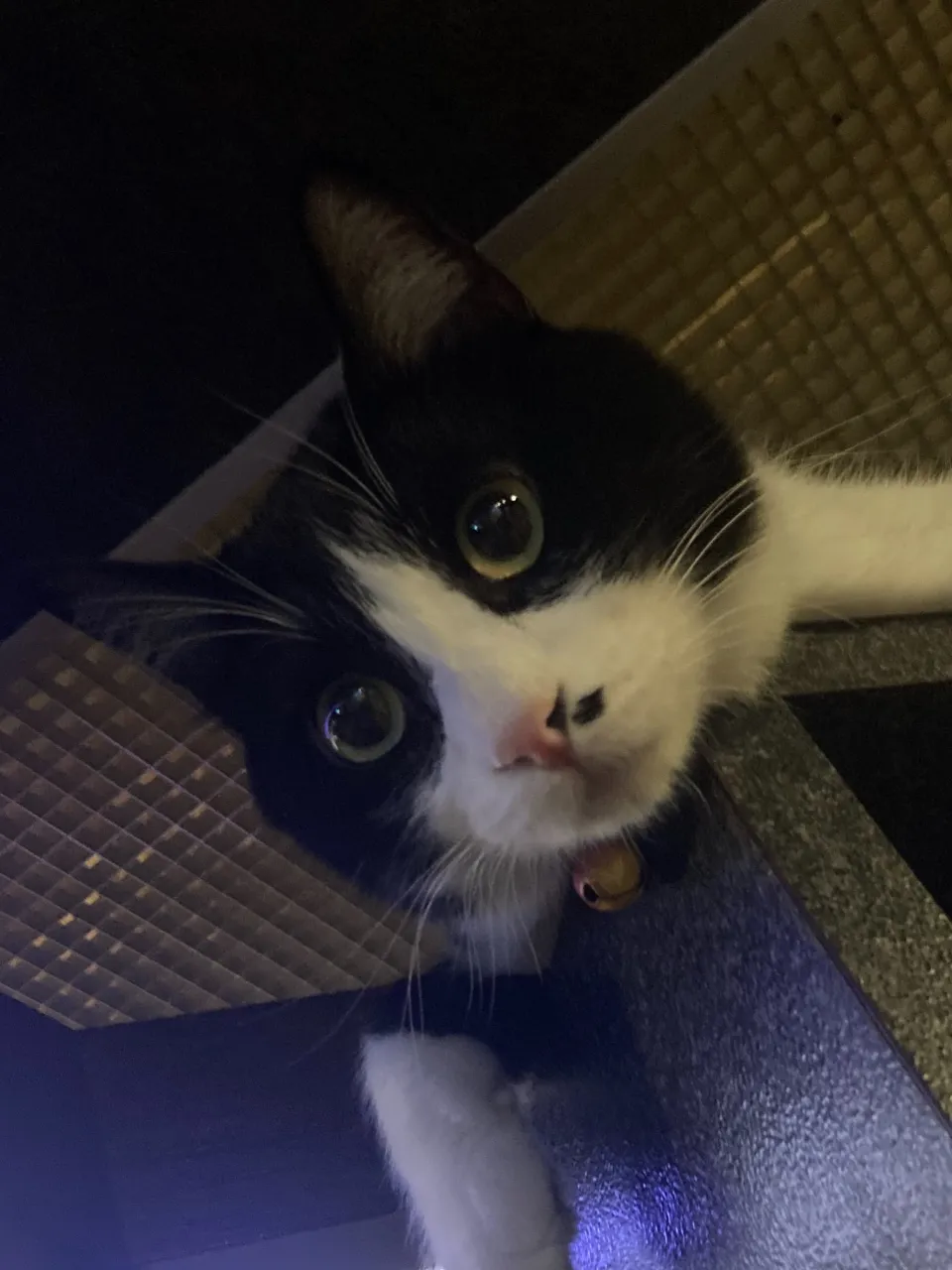 進撃の銅パート2😸