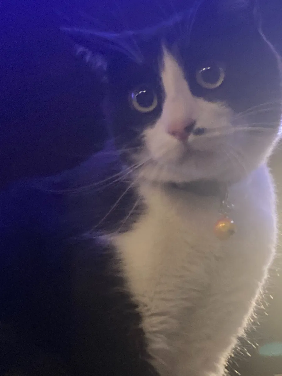 進撃の銅パート2😸