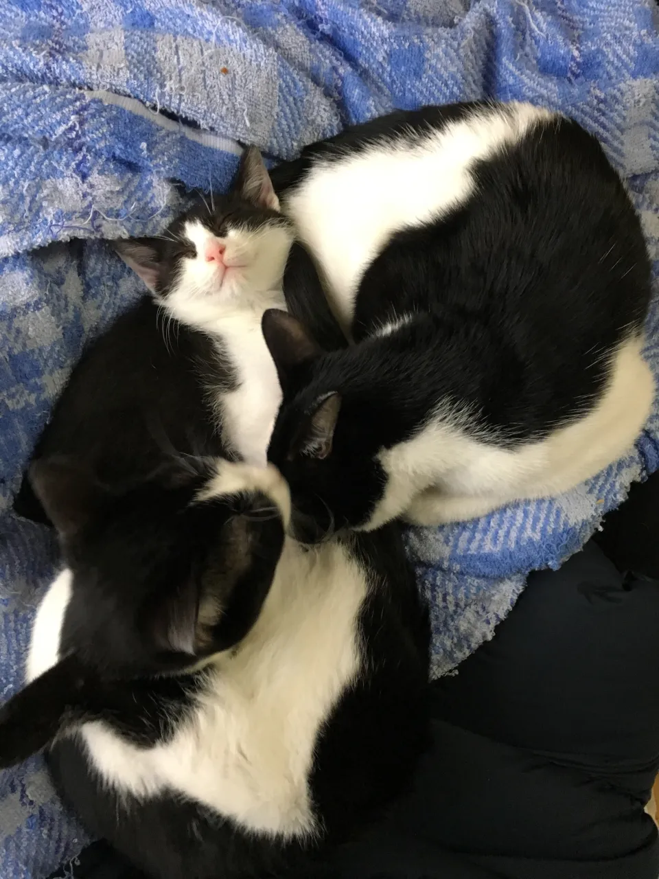 何をしても可愛い💕ゴロゴロのヒーリング力😺