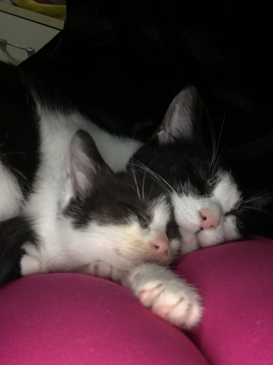 何をしても可愛い💕ゴロゴロのヒーリング力😺