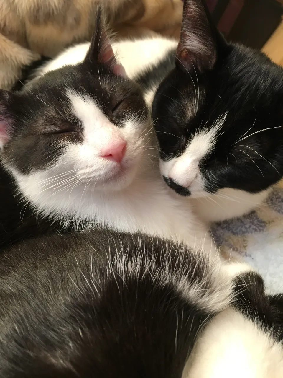 何をしても可愛い💕ゴロゴロのヒーリング力😺