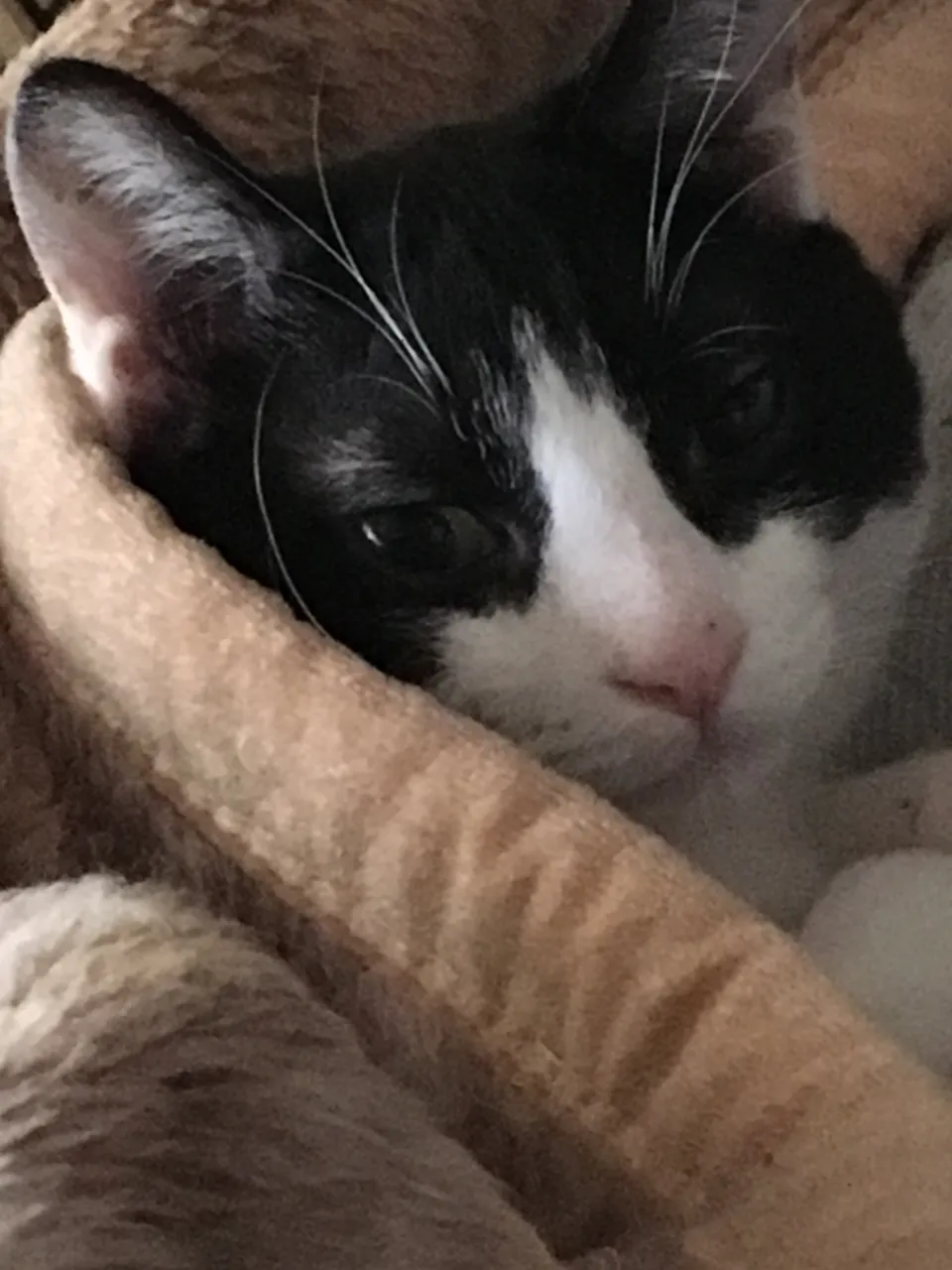 何をしても可愛い💕ゴロゴロのヒーリング力😺