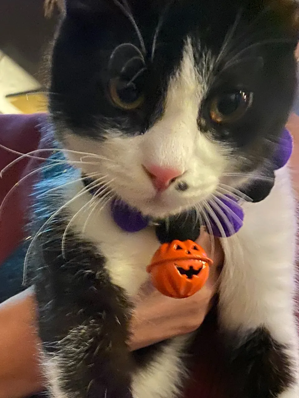 去年のハロウィン🎃👻まだチビッコ銅😸