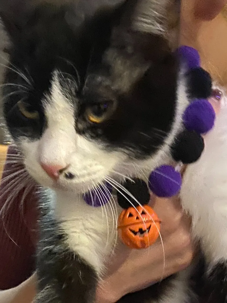 去年のハロウィン🎃👻まだチビッコ銅😸
