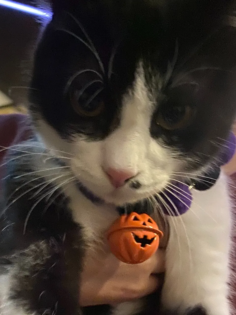 去年のハロウィン🎃👻まだチビッコ銅😸