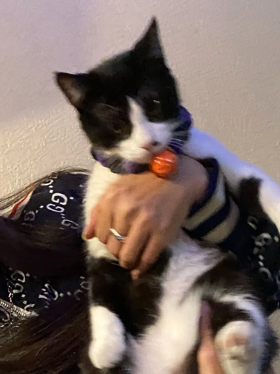 去年のハロウィン🎃👻まだチビッコ銅😸