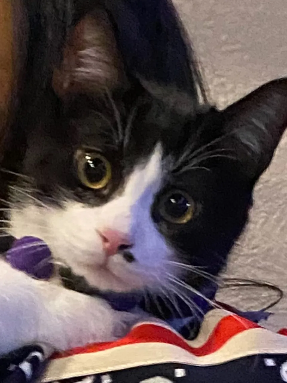 去年のハロウィン🎃👻まだチビッコ銅😸
